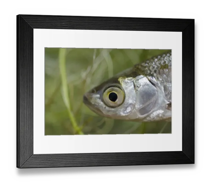Framed Print : Common Bleak (Alburnus alburnus) adult, close-up of head, Nottingham, Nottinghamshire, England, August (captive) Framed Print : Common Bleak (Alburnus alburnus) adult, close-up of head, Nottingham, Nottinghamshire, England, August (captive)