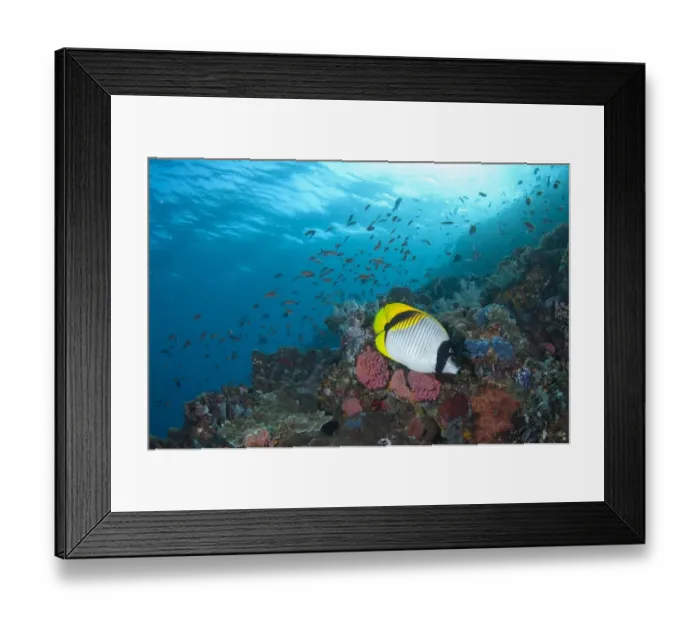 Framed Print : Lined Butterflyfish (Chaetodon lineolatus) adult, swimming in reef habitat, Batu Bulong, Tatawa Besar Island