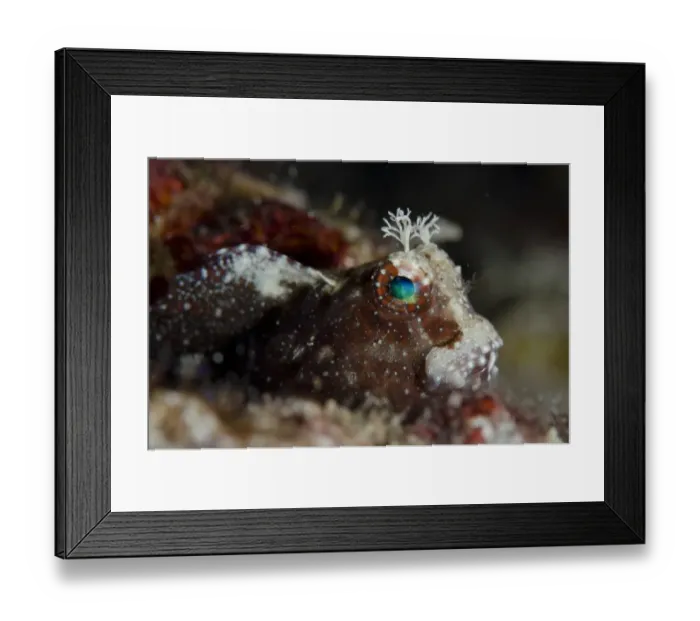 Framed Print : Starry Blenny (Salarias ramosus) adult, sheltering in hole, Gili Lawa Darat Bay, near Komodo Island, Komodo N. P Framed Print : Starry Blenny (Salarias ramosus) adult, sheltering in hole, Gili Lawa Darat Bay, near Komodo Island, Komodo N. P