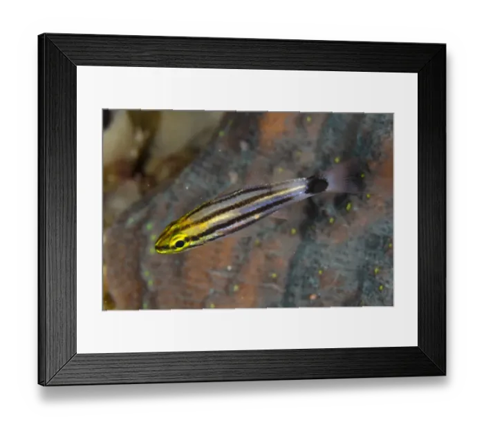 Framed Print : Large-toothed Cardinalfish (Cheilodipterus macrodon) juvenile, swimming, Horseshoe Bay, Nusa Kode, Rinca Island Framed Print : Large-toothed Cardinalfish (Cheilodipterus macrodon) juvenile, swimming, Horseshoe Bay, Nusa Kode, Rinca Island