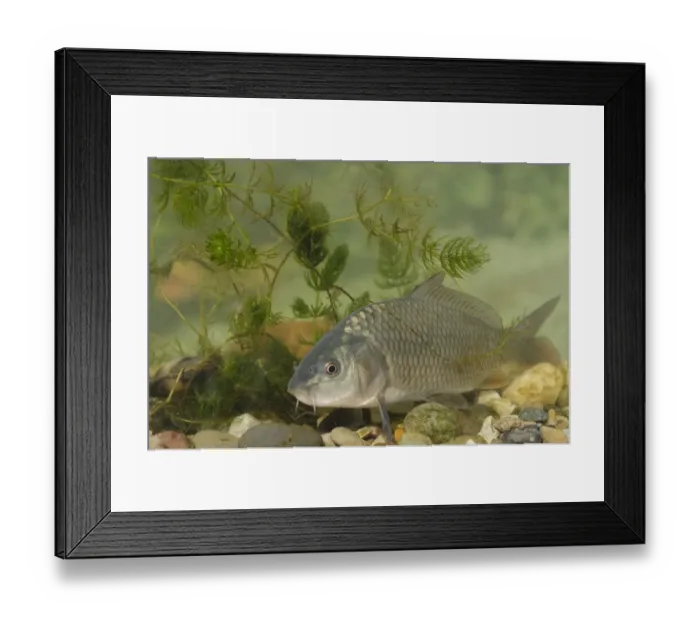 Framed Print : Common Carp (Cyprinus carpio) adult, in tank, Nottingham, Nottinghamshire, England, October Framed Print : Common Carp (Cyprinus carpio) adult, in tank, Nottingham, Nottinghamshire, England, October