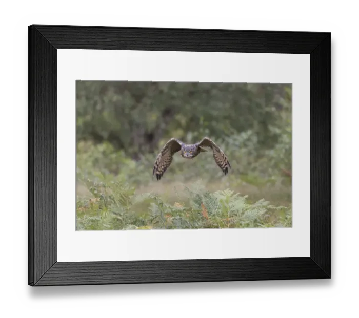 Framed Print : Eurasian Eagle-owl (Bubo bubo) adult, in flight, September (captive) Framed Print : Eurasian Eagle-owl (Bubo bubo) adult, in flight, September (captive)