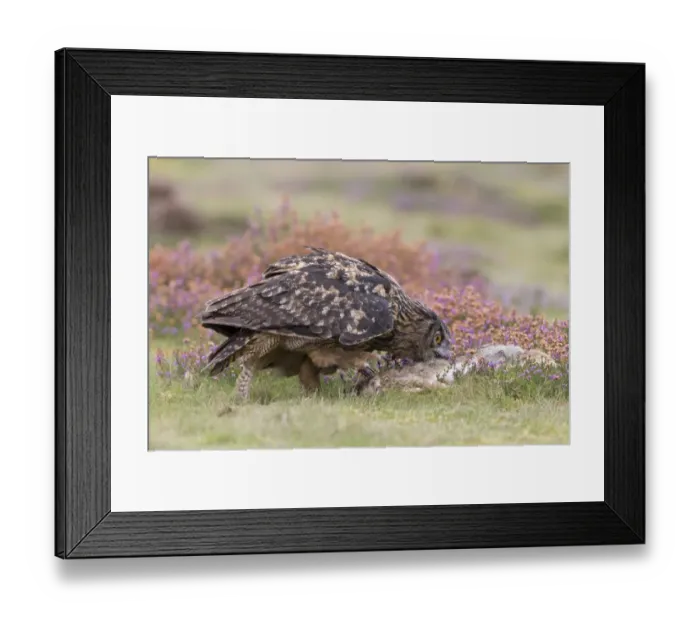 Framed Print : Eurasian Eagle-owl (Bubo bubo) adult, feeding on European Rabbit (Oryctolagus cuniculus) prey Framed Print : Eurasian Eagle-owl (Bubo bubo) adult, feeding on European Rabbit (Oryctolagus cuniculus) prey