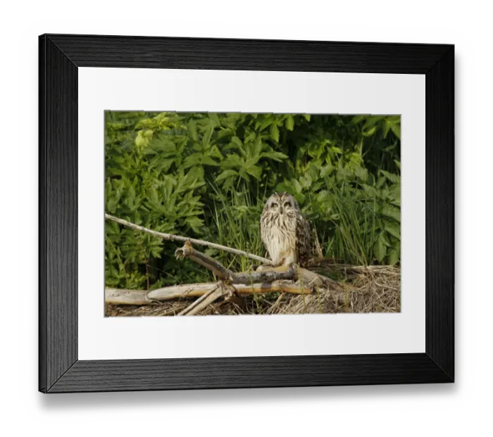 Framed Print : Short-eared Owl (Asio flammeus) adult, roosting on stems, Akureyri, Northern Iceland, June