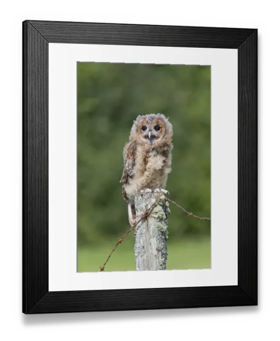 Framed Print : Tawny Owl (Strix aluco) juvenile, calling, perched on fencepost, August (captive) Framed Print : Tawny Owl (Strix aluco) juvenile, calling, perched on fencepost, August (captive)
