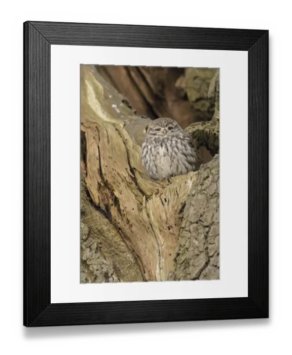 Framed Print : Little Owl (Athene noctua) adult, roosting in oak tree, Admaston, Staffordshire, England, December Framed Print : Little Owl (Athene noctua) adult, roosting in oak tree, Admaston, Staffordshire, England, December