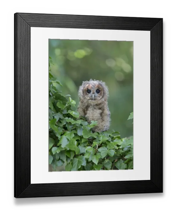 Framed Print : Tawny Owl (Strix aluco) juvenile, perched amongst ivy, August (captive) Framed Print : Tawny Owl (Strix aluco) juvenile, perched amongst ivy, August (captive)