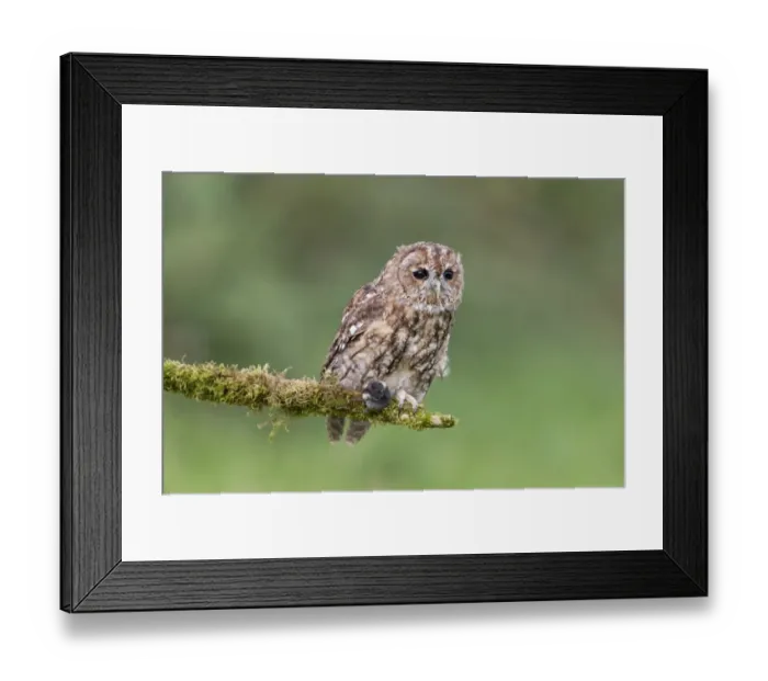 Framed Print : Tawny Owl (Strix aluco) adult, with Common Shrew (Sorex araneus) prey in talons, perched on mossy branch