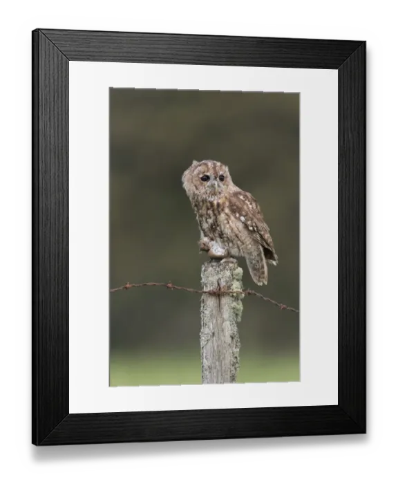 Framed Print : Tawny Owl (Strix aluco) adult, with Wood Mouse (Apodemus sylvaticus) prey in talons, perched on fencepost Framed Print : Tawny Owl (Strix aluco) adult, with Wood Mouse (Apodemus sylvaticus) prey in talons, perched on fencepost