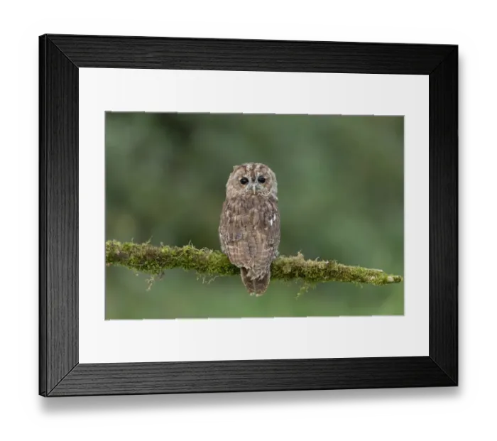 Framed Print : Tawny Owl (Strix aluco) adult, with head turned looking over shoulders, perched on mossy branch, September (captive) Framed Print : Tawny Owl (Strix aluco) adult, with head turned looking over shoulders, perched on mossy branch, September (captive)