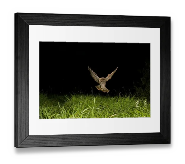 Framed Print : Tawny Owl (Strix aluco) adult, in flight, hunting at night, Shropshire, England, August Framed Print : Tawny Owl (Strix aluco) adult, in flight, hunting at night, Shropshire, England, August