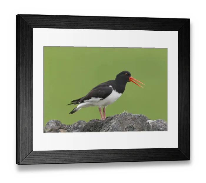 Framed Print : Eurasian Oystercatcher (Haematopus ostralegus) adult, breeding plumage, calling, standing on drystone wall Framed Print : Eurasian Oystercatcher (Haematopus ostralegus) adult, breeding plumage, calling, standing on drystone wall