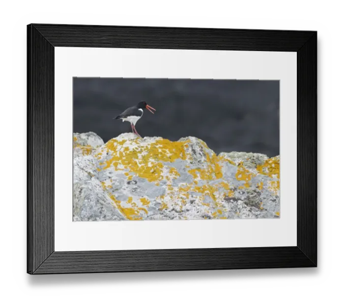 Framed Print : Eurasian Oystercatcher (Haematopus ostralegus) adult, breeding plumage, calling, standing on coastal rock Framed Print : Eurasian Oystercatcher (Haematopus ostralegus) adult, breeding plumage, calling, standing on coastal rock