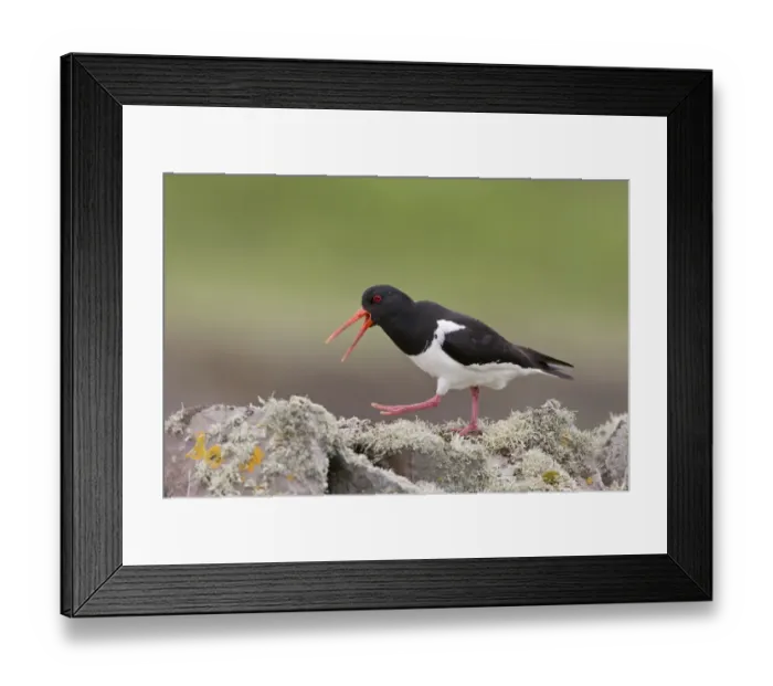 Framed Print : Eurasian Oystercatcher (Haematopus ostralegus) adult, breeding plumage, calling, walking on drystone wall