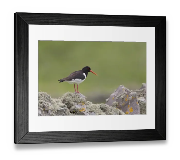 Framed Print : Eurasian Oystercatcher (Haematopus ostralegus) adult, breeding plumage, standing on drystone wall Framed Print : Eurasian Oystercatcher (Haematopus ostralegus) adult, breeding plumage, standing on drystone wall