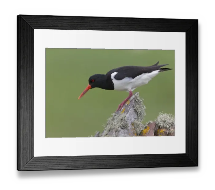 Framed Print : Eurasian Oystercatcher (Haematopus ostralegus) adult, breeding plumage, standing on drystone wall Framed Print : Eurasian Oystercatcher (Haematopus ostralegus) adult, breeding plumage, standing on drystone wall