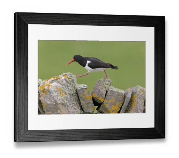 Framed Print : Eurasian Oystercatcher (Haematopus ostralegus) adult, breeding plumage, walking on drystone wall Framed Print : Eurasian Oystercatcher (Haematopus ostralegus) adult, breeding plumage, walking on drystone wall
