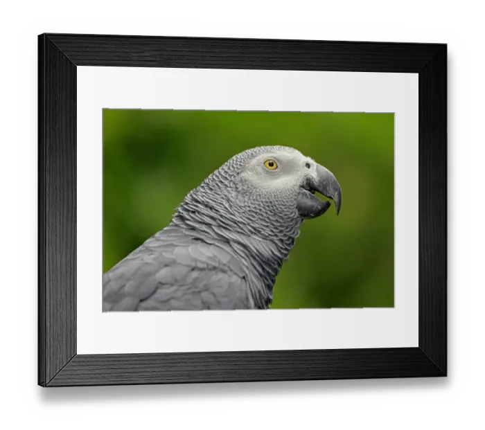 Framed Print : African Grey Parrot (Psittacus erithacus timneh) adult, close-up of head (captive) Framed Print : African Grey Parrot (Psittacus erithacus timneh) adult, close-up of head (captive)