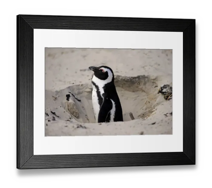 Framed Print : Jackass Penguin (Spheniscus demersus) adult, at nesting burrow entrance in sand, Boulders Beach, Simonstown Framed Print : Jackass Penguin (Spheniscus demersus) adult, at nesting burrow entrance in sand, Boulders Beach, Simonstown