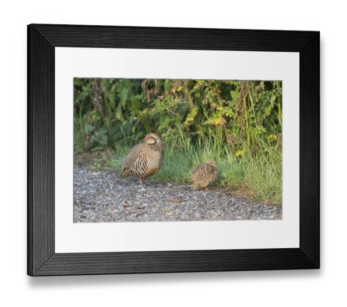 Framed Print : Red-legged Partridge (Alectoris rufa) adult and chick, standing at edge of farm track, Suffolk, England, June Framed Print : Red-legged Partridge (Alectoris rufa) adult and chick, standing at edge of farm track, Suffolk, England, June
