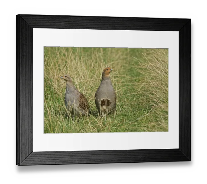 Framed Print : Grey Partridge (Perdix perdix) adult and immature, standing in grass, Leicestershire, England, August