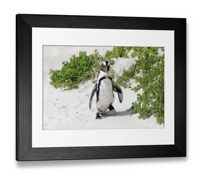 Framed Print : Jackass Penguin (Spheniscus demersus) adult, with nesting material in beak, walking on sand, Boulders Beach