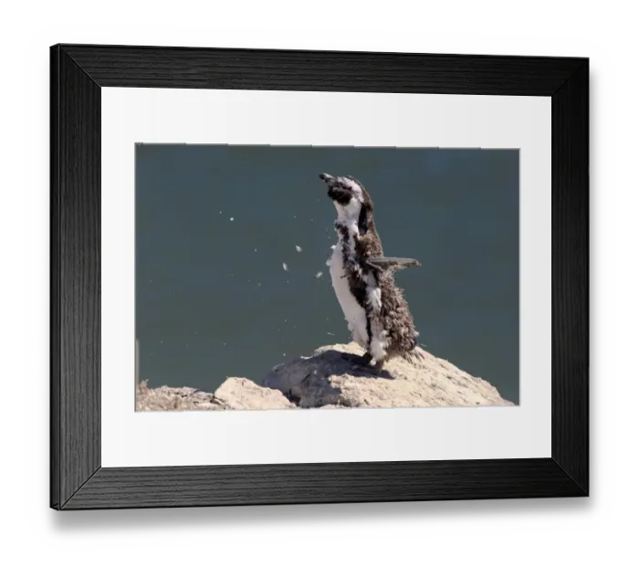 Framed Print : Jackass Penguin (Spheniscus demersus) immature, moulting into adult plumage, standing on rock, Bettys Bay Framed Print : Jackass Penguin (Spheniscus demersus) immature, moulting into adult plumage, standing on rock, Bettys Bay