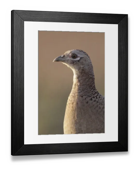 Framed Print : Common Pheasant (Phasianus colchicus) adult female, close up of head and breast, West Yorkshire, England, March Framed Print : Common Pheasant (Phasianus colchicus) adult female, close up of head and breast, West Yorkshire, England, March