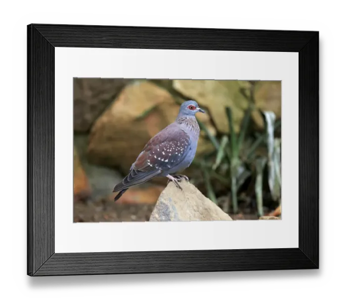 Framed Print : Speckled Pigeon (Columba guinea) adult, perched on rock, Simonstown, Western Cape, South Africa, December Framed Print : Speckled Pigeon (Columba guinea) adult, perched on rock, Simonstown, Western Cape, South Africa, December