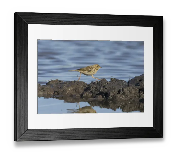 Framed Print : Meadow Pipit (Anthus pratensis) adult, running across mud at edge of water, Suffolk, England, August Framed Print : Meadow Pipit (Anthus pratensis) adult, running across mud at edge of water, Suffolk, England, August