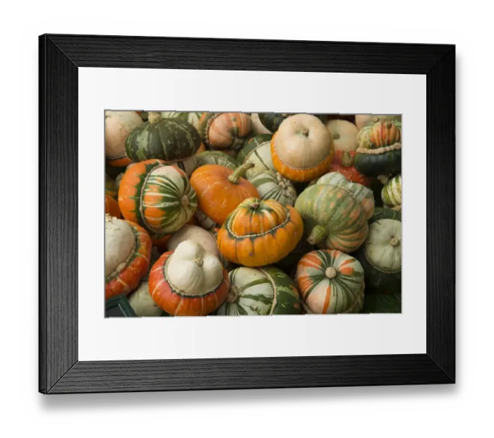 Framed Print : Squash (Cucurbita sp. ) Turks Turban, fruit, Warwickshire, England, September Framed Print : Squash (Cucurbita sp. ) Turks Turban, fruit, Warwickshire, England, September