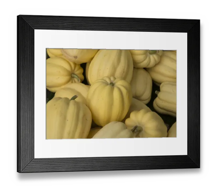 Framed Print : Squash (Cucurbita sp. ) Cream of the Crop, fruit, Warwickshire, England, September Framed Print : Squash (Cucurbita sp. ) Cream of the Crop, fruit, Warwickshire, England, September