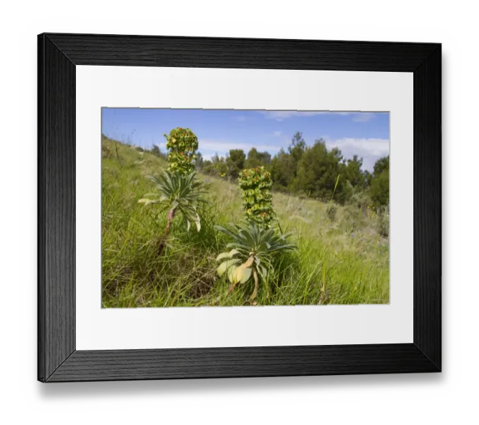 Framed Print : Large Mediterranean Spurge (Euphorbia characias) flowering, growing in open stony habitat, Ile St Framed Print : Large Mediterranean Spurge (Euphorbia characias) flowering, growing in open stony habitat, Ile St