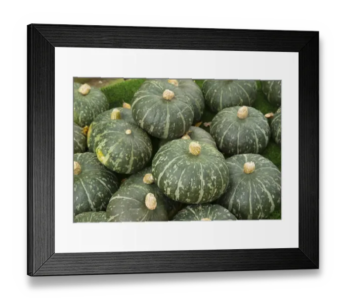 Framed Print : Squash (Cucurbita sp. ) Sweet DeLite, fruit, Warwickshire, England, September Framed Print : Squash (Cucurbita sp. ) Sweet DeLite, fruit, Warwickshire, England, September