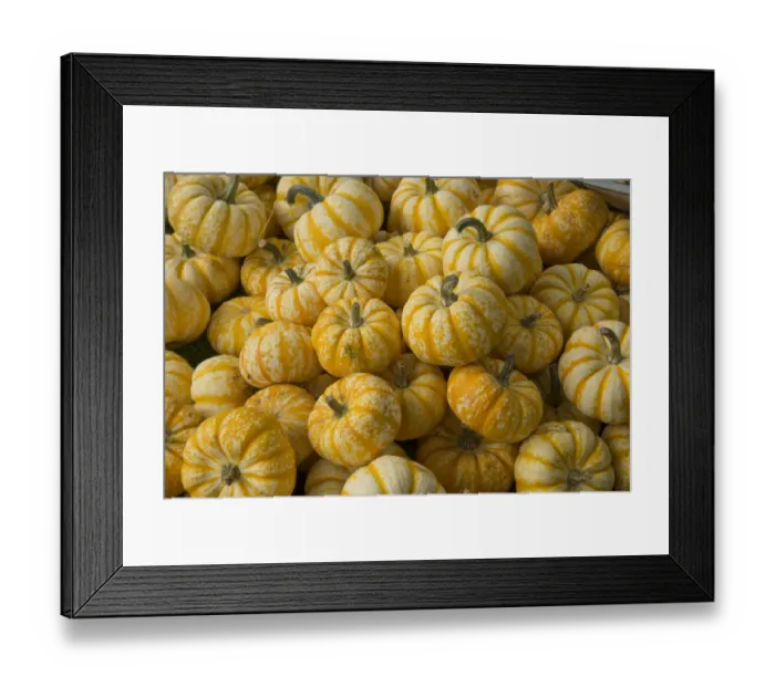 Framed Print : Squash (Cucurbita sp. ) Pump-ke-mon, fruit, Warwickshire, England, September