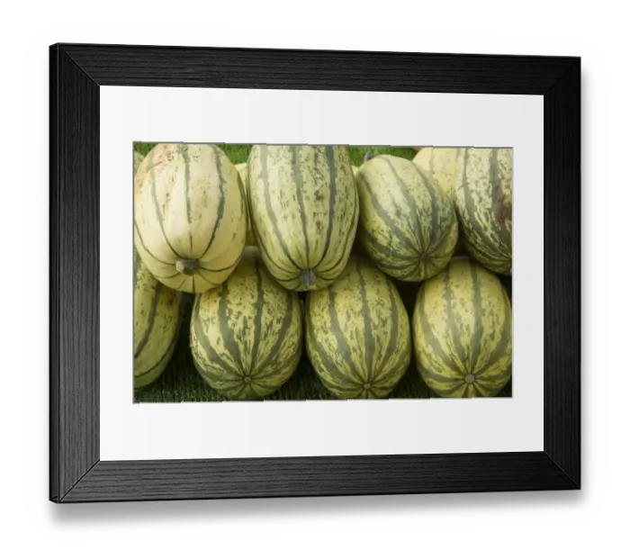 Framed Print : Squash (Cucurbita sp. ) Stripetti, fruit, Warwickshire, England, September Framed Print : Squash (Cucurbita sp. ) Stripetti, fruit, Warwickshire, England, September