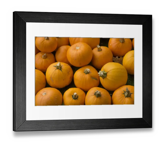 Framed Print : Pumpkin (Cucurbita sp. ) Batwing, fruit, Warwickshire, England, September Framed Print : Pumpkin (Cucurbita sp. ) Batwing, fruit, Warwickshire, England, September