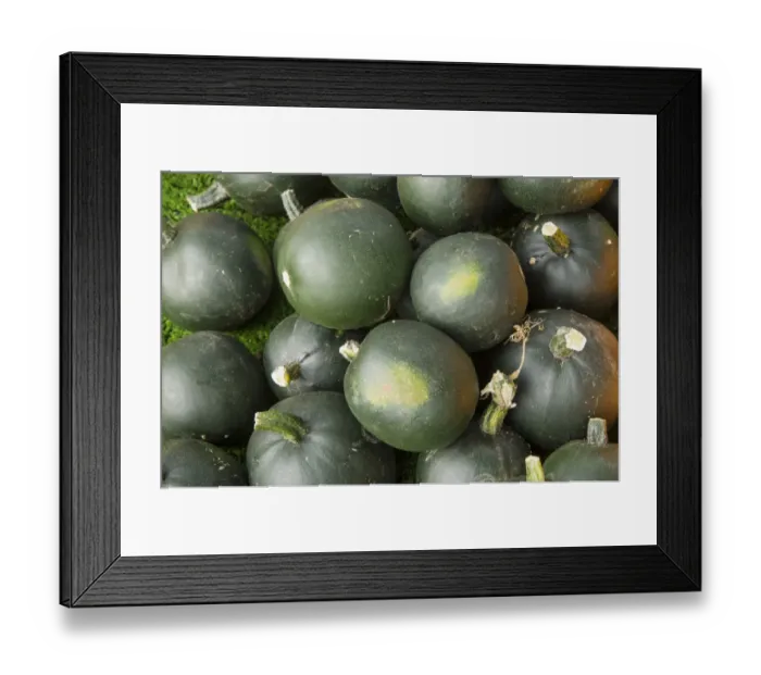 Framed Print : Squash (Cucurbita sp. ) Little Gem, fruit, Warwickshire, England, September Framed Print : Squash (Cucurbita sp. ) Little Gem, fruit, Warwickshire, England, September