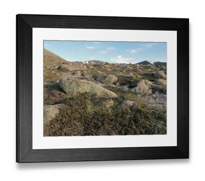 Framed Print : Rock Ptarmigan (Lagopus muta) adult female, sitting on nest, on montane ridge with boulder field and Crowberry Framed Print : Rock Ptarmigan (Lagopus muta) adult female, sitting on nest, on montane ridge with boulder field and Crowberry