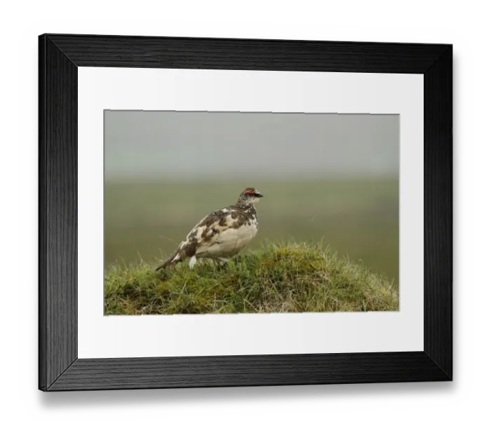 Framed Print : Rock Ptarmigan (Lagopus muta) adult male, breeding plumage, standing in rain shower, Central Iceland, June Framed Print : Rock Ptarmigan (Lagopus muta) adult male, breeding plumage, standing in rain shower, Central Iceland, June