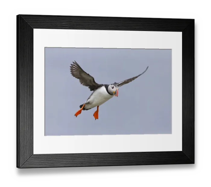 Framed Print : Atlantic Puffin (Fratercula arctica) adult, breeding plumage, in flight, Noss, Shetland Islands, Scotland, June Framed Print : Atlantic Puffin (Fratercula arctica) adult, breeding plumage, in flight, Noss, Shetland Islands, Scotland, June