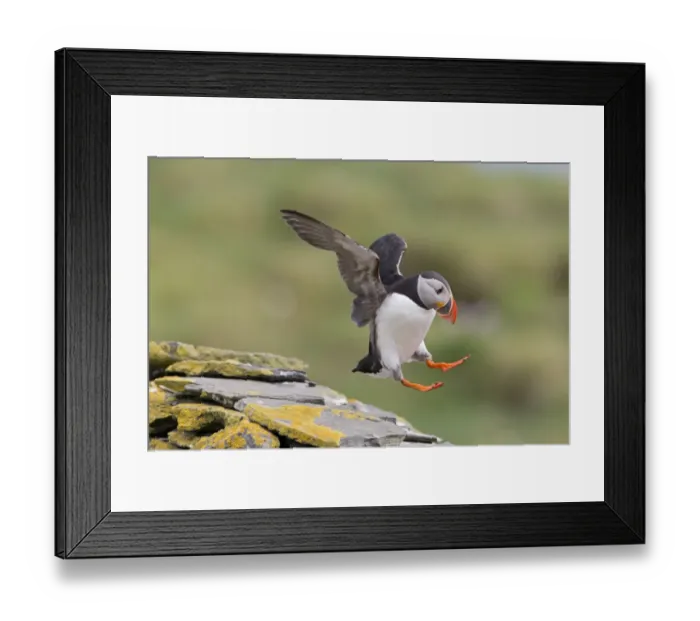 Framed Print : Atlantic Puffin (Fratercula arctica) adult, breeding plumage, in flight, landing on drystone wall, Noss Framed Print : Atlantic Puffin (Fratercula arctica) adult, breeding plumage, in flight, landing on drystone wall, Noss
