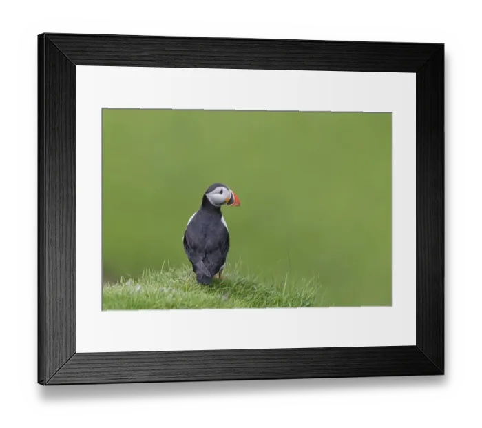 Framed Print : Atlantic Puffin (Fratercula arctica) adult, breeding plumage, standing on clifftop, Hermaness N. N. R Framed Print : Atlantic Puffin (Fratercula arctica) adult, breeding plumage, standing on clifftop, Hermaness N. N. R