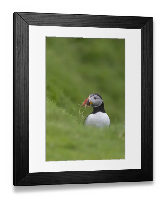 Framed Print : Atlantic Puffin (Fratercula arctica) adult, breeding plumage, with grass in beak for nest material Framed Print : Atlantic Puffin (Fratercula arctica) adult, breeding plumage, with grass in beak for nest material