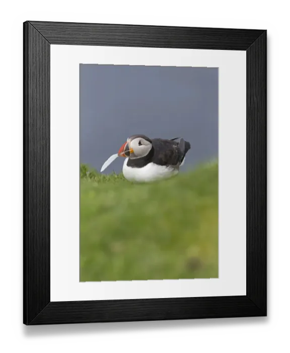 Framed Print : Atlantic Puffin (Fratercula arctica) adult, breeding plumage, with feather in beak for nesting material Framed Print : Atlantic Puffin (Fratercula arctica) adult, breeding plumage, with feather in beak for nesting material