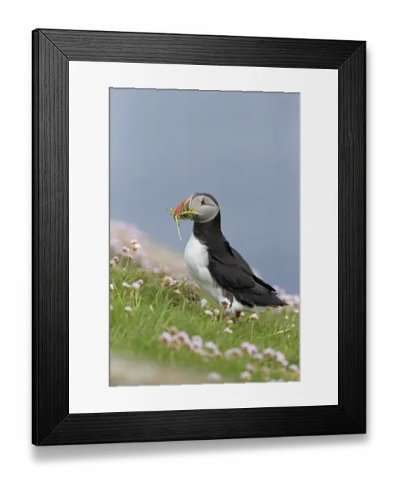 Framed Print : Atlantic Puffin (Fratercula arctica) adult, breeding plumage, with grass in beak for nesting material Framed Print : Atlantic Puffin (Fratercula arctica) adult, breeding plumage, with grass in beak for nesting material