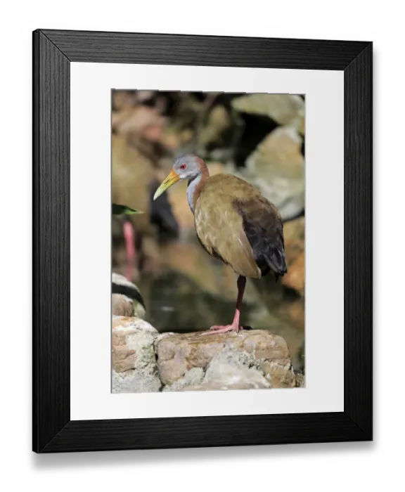 Framed Print : Giant Wood-rail (Aramides ypecaha) adult, standing on rock (captive) Framed Print : Giant Wood-rail (Aramides ypecaha) adult, standing on rock (captive)