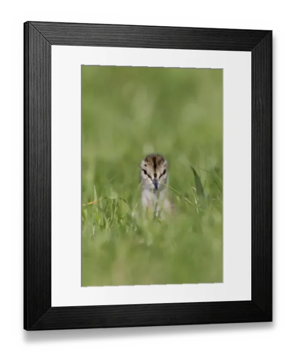 Framed Print : Common Redshank (Tringa totanus) chick, standing in grass on grazing marsh, Suffolk, England, June Framed Print : Common Redshank (Tringa totanus) chick, standing in grass on grazing marsh, Suffolk, England, June