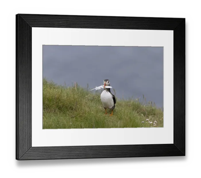 Framed Print : Atlantic Puffin (Fratercula arctica) adult, breeding plumage, with feather in beak for nesting material Framed Print : Atlantic Puffin (Fratercula arctica) adult, breeding plumage, with feather in beak for nesting material