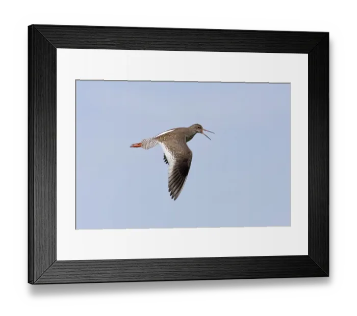 Framed Print : Blacktip Shark (Carcharhinus limbatus) and Long-beaked Common Dolphin (Delphinus capensis) adults Framed Print : Blacktip Shark (Carcharhinus limbatus) and Long-beaked Common Dolphin (Delphinus capensis) adults